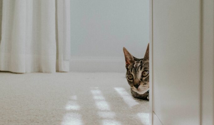 Photo by Tessa Wilson