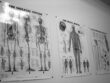 chiropractic
